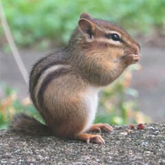 Chipmunk Eating