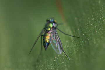 Macro shot of a fly on a leaf.  Narrow depth of field adds to this shot of a green iridescent fly on a Spring Morning in Upstate NY.