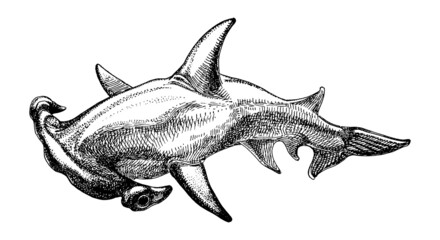 Great Hammerhead shark, hand drawn sketch, vector illustration - obrazy, fototapety, plakaty