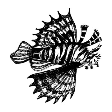 black and white lionfish drawing clip art preview