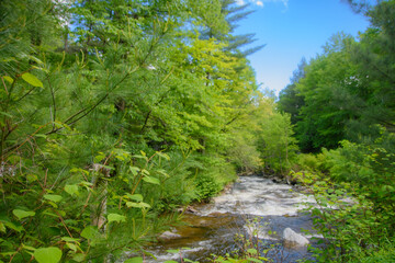 Fototapeta na wymiar In summer, beautiful river in the Canadian forest in the province of Quebec