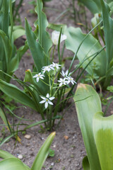 White star shaped wildflowers 