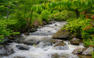 Obraz premium In summer, beautiful river in the Canadian forest in the province of Quebec