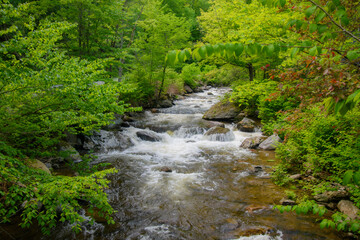 Naklejka na ściany i meble In summer, beautiful river in the Canadian forest in the province of Quebec