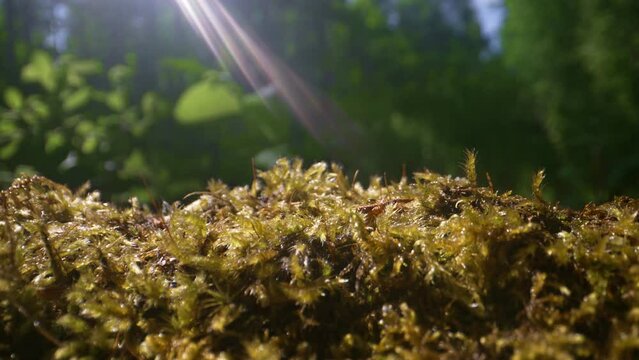 Macro view of moss in forest.