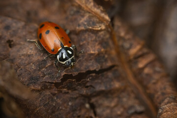 ladybug on a leaf