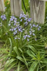 Purple bell shaped flower cluster