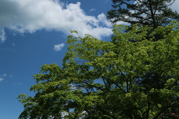 青空と木々