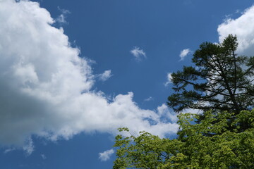 青空と木々