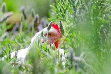 closeup of a white chicken peeking inside a lavender garden