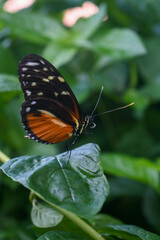 Golden longwing on a leaf in the Tennessee Aquarium