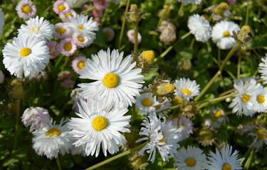 Meadow of white daisy flowers - close up photo. Background picture.