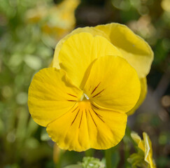Tiny yellow flower - close up photo. Background picture.