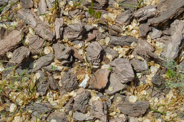 Spruce bark is laying on the ground as a decoration with a small petals of a flowers. Background picture.