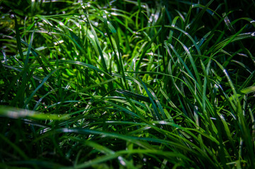 Fresh green grass after a sunrise