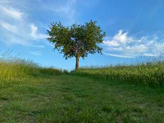 Fototapeta na wymiar Kirschbaum, freistehend auf Anhöhe, Weg führt zum Baum, blauer Himmel