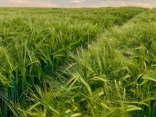 Gerstenfeld verläuft bis in den Horizont, eine Furche spaltet das Getreidefeld, Blauer Himmel mit weißen Wölkche