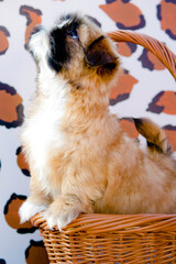 Shih Tzu Puppy Looks Up while Standing in a Basket in front of an Animal Print Background
