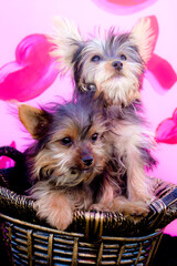 Two Yorkshire Terrier Puppies Snuggle in a Basket in front of a Valentine’s Day Background