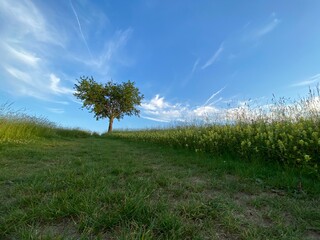 Weg führt zu einen Baum der alleine auf einer grünen Wiese steht, der Himmel ist blau 