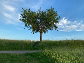 Fototapeta na wymiar Einzelstehender Baum auf Anhöhe, blauer Himmel