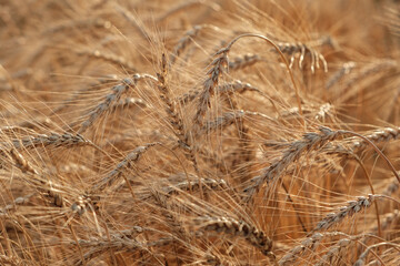 Autumn harvest of ripening yellow ears of wheat in field at sunset. Ripe wheat background close up....