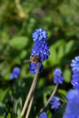 Muscari blue flowers, rich color, close up, with bee.Very beautiful flowers of deep blue color.