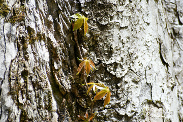 New leaves climbing up a tree