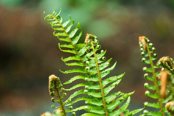 fern leaves