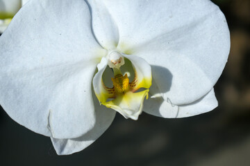 White orchid flower at the Tennessee Aquarium