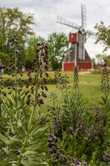 Fototapeta na wymiar Purple bell shaped flower stalk with windmill in background