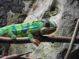 A panther chameleon in the Tennessee aquarium