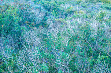 Mediterranean vegetation in the Peñon de Ifach Natural Park in Calpe, Spain