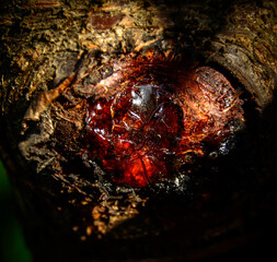 Cherry tree gummosis process - close up photo.This is the formation of patches of a gummy substance...