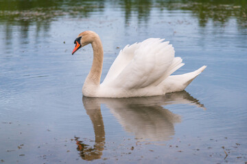 swan on the water