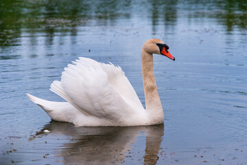 Obraz premium white swan on the lake