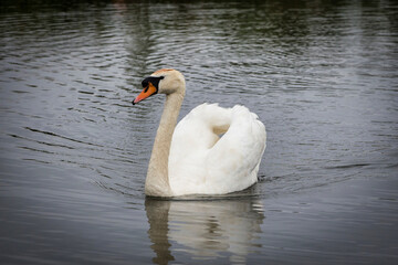 Obraz premium Swans in the lake in the city of Rzwszow - Poland. Little swans with the mother and father in the lake