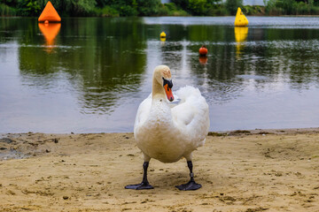 Obraz premium Swans in the lake in the city of Rzwszow - Poland. Little swans with the mother and father in the lake