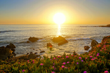 Beautiful sunset along the rocky coast of California with pink flowers, USA.
