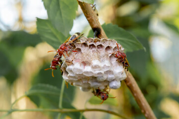 Close up wasps in a nest on branch