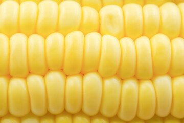 Close up Raw corn kernels in rows.