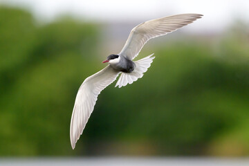 クロハラアジサシの飛翔