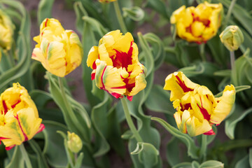 Yellow with red tulips in the garden

