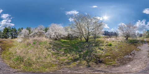 full seamless spherical hdri 360 panorama view in cherry blooming garden with sunny day in...