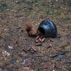 ardilla en escondite