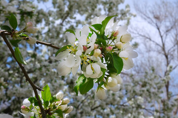 Blooming spring apple tree branch with white flowers close up photo. Natural background design template with copy space. Springtime seasonal concept.