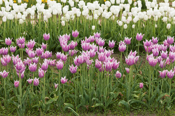 Purple tulips with white edges in a field and white tulips in background