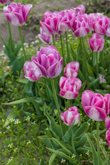 Light and dark pink tulips in a field