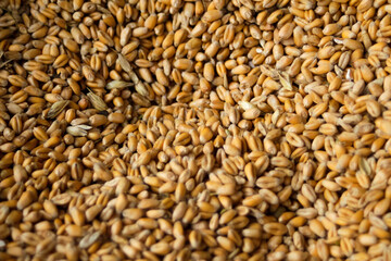 Defocus full of wheat grains, harvest background with copy space, close up. Ukrainian wheat. Food crisis. Organic food. Pattern harvest. Out of focus