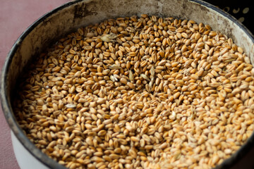Defocus full of wheat grains, harvest background with copy space, close up. Ukrainian wheat. Food crisis. Organic food. Pattern harvest. Old basket. Out of focus